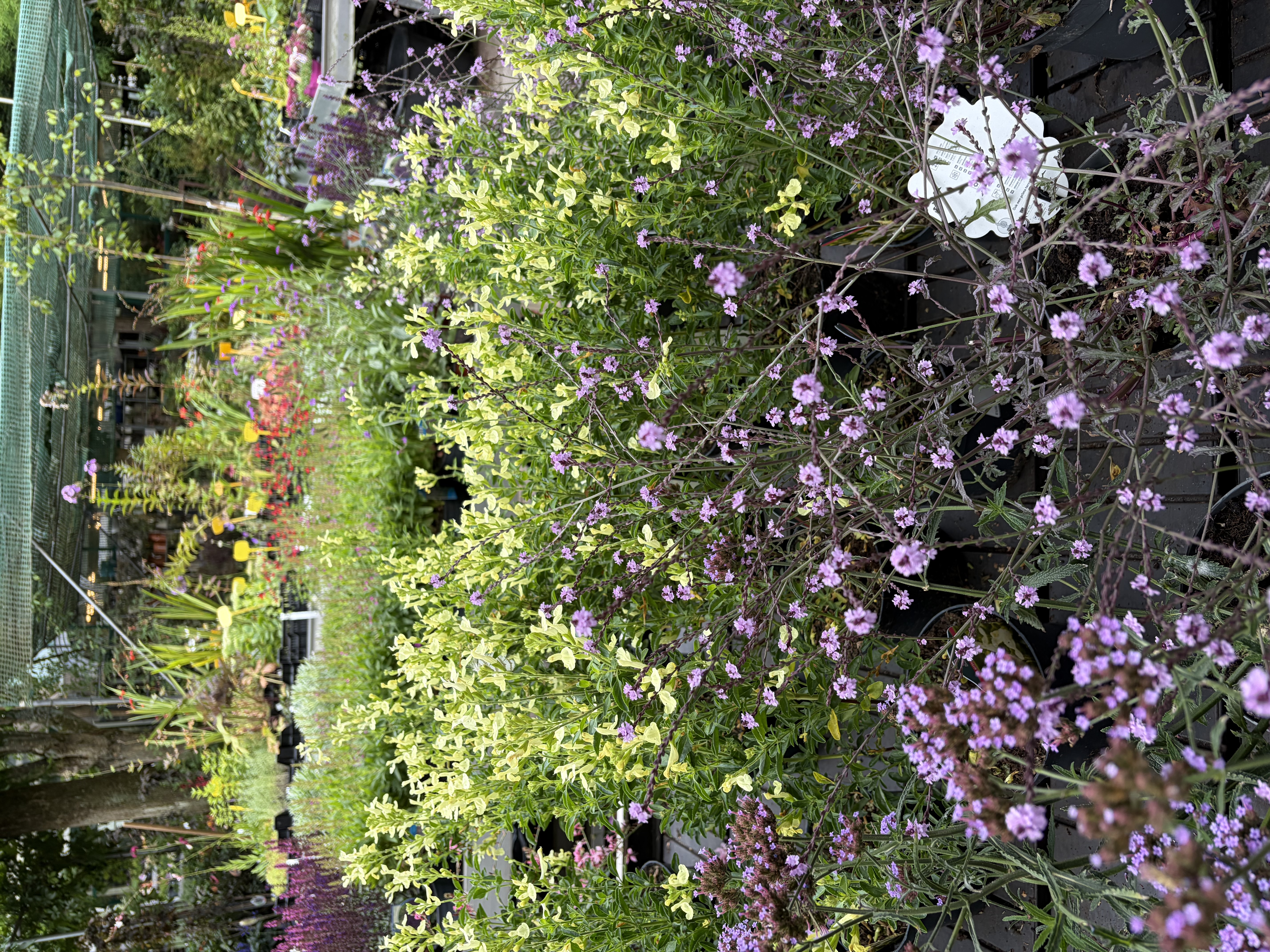 Bloeiende perkplanten