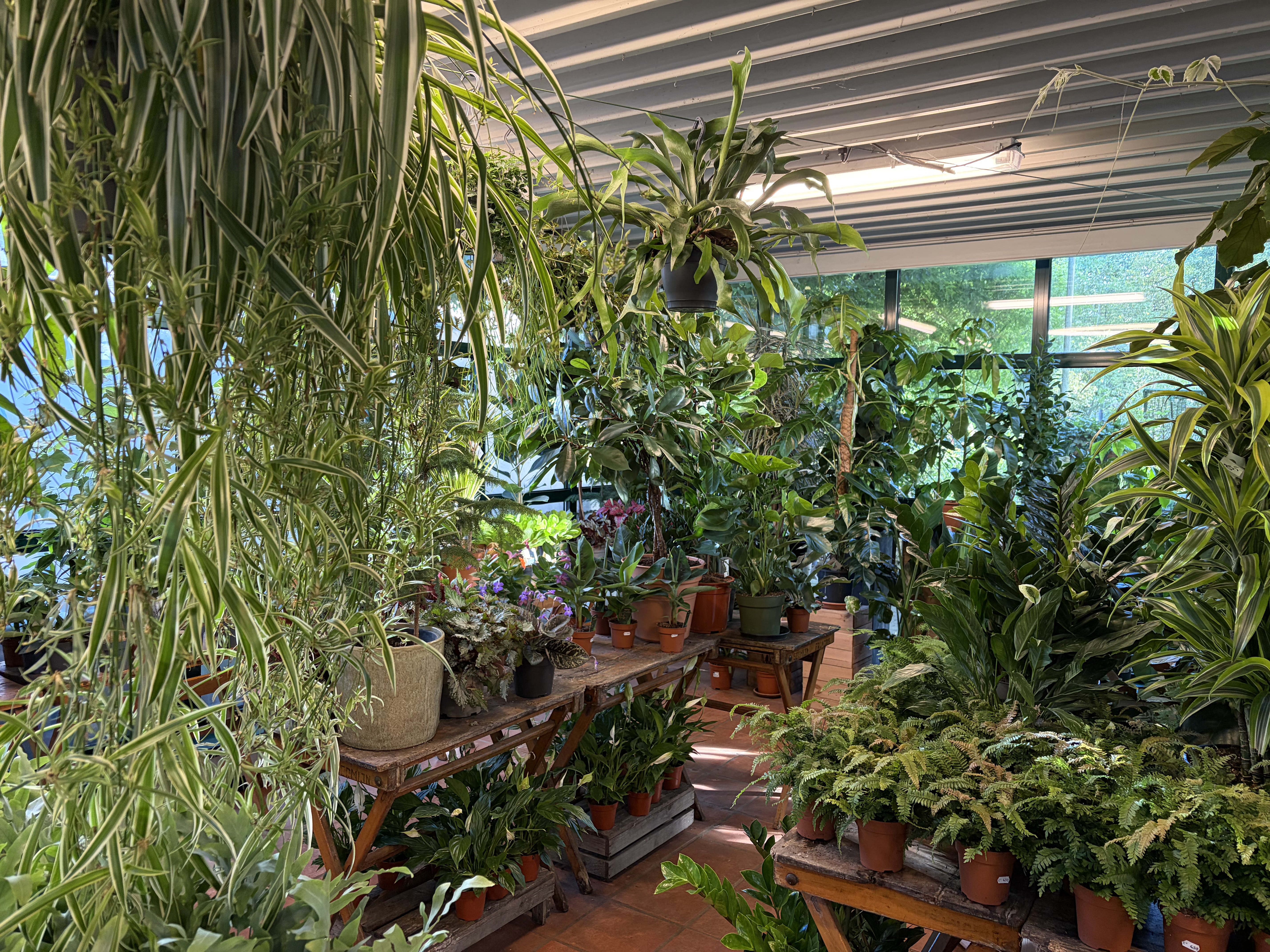 Kamerplanten en bloeiende planten