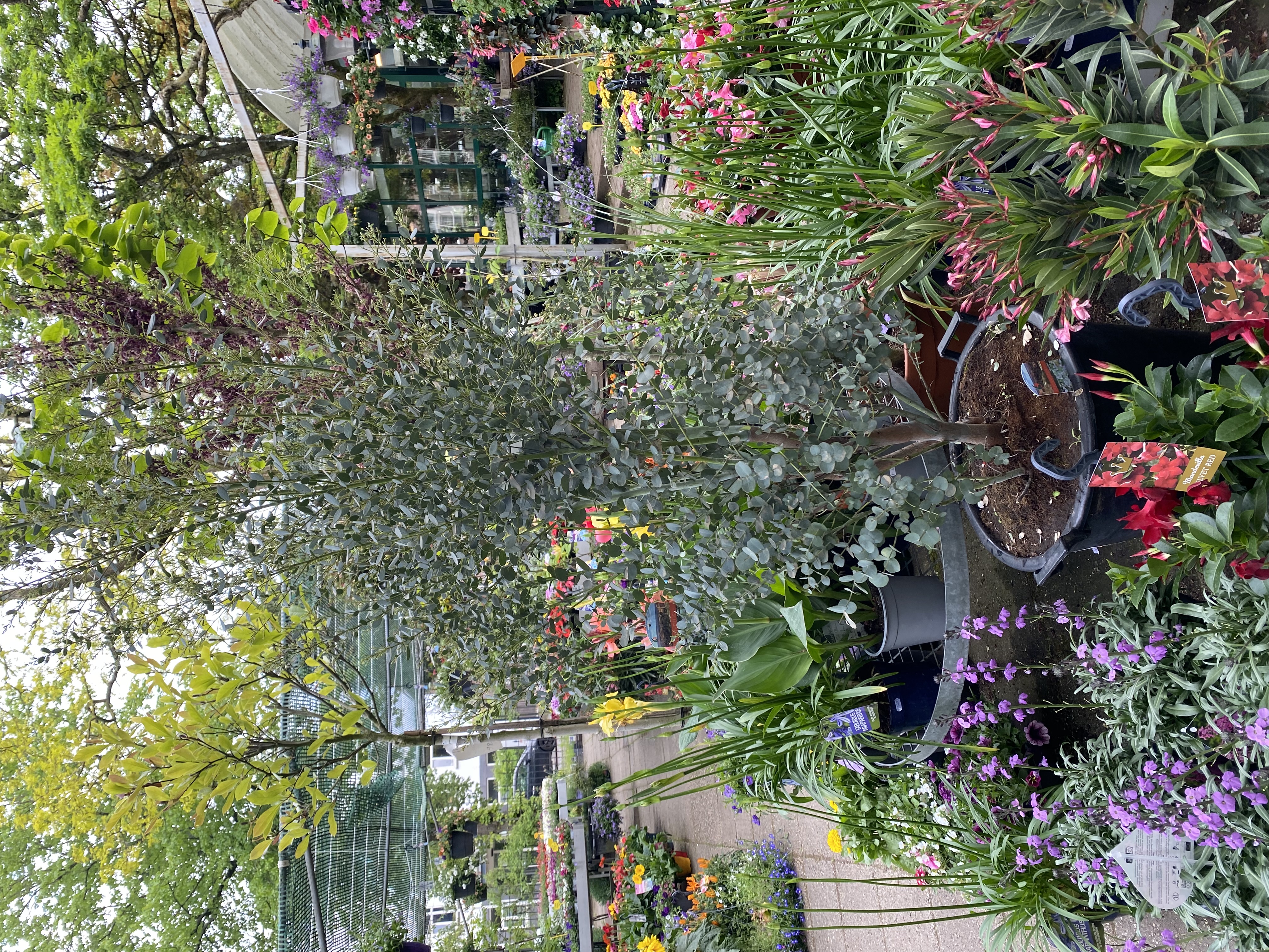Buitenplanten opgesteld in het tuincentrum