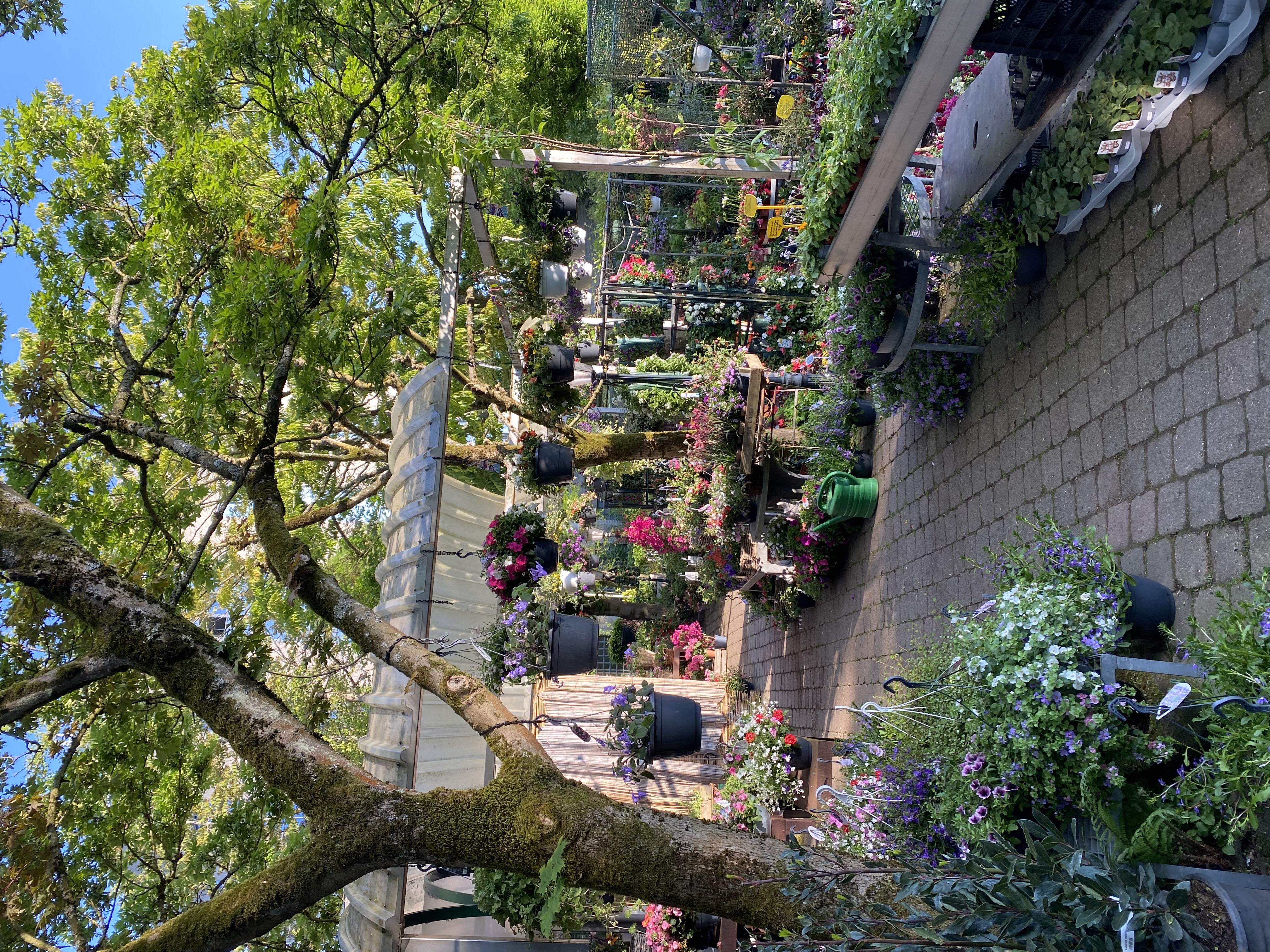 Sfeerfoto van Tuincentrum Hofwijck